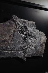 Скелет ихтиозавра Mixosaurus sp.