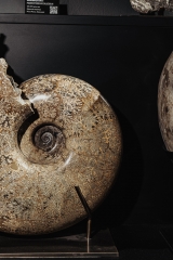 Аммонит Pachydiscus catarinae