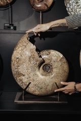 Аммонит Pachydiscus catarinae