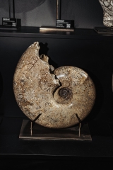 Аммонит Pachydiscus catarinae