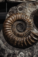 Аммонит Arietites bucklandi и наутилус Cenoceras sp.
