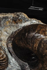 Аммонит Arietites bucklandi и наутилус Cenoceras sp.