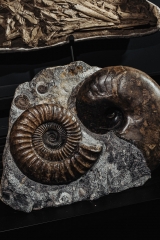 Аммонит Arietites bucklandi и наутилус Cenoceras sp.