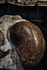 Аммонит Arietites bucklandi и наутилус Cenoceras sp.