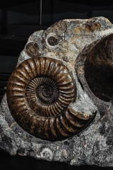 Аммонит Arietites bucklandi и наутилус Cenoceras sp.
