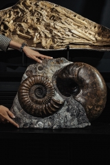 Аммонит Arietites bucklandi и наутилус Cenoceras sp.