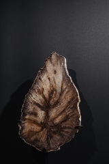 Окаменелый дуб Quercus sp.