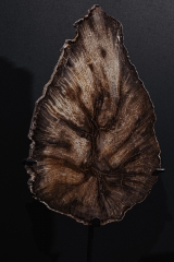 Окаменелый дуб Quercus sp.