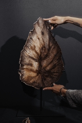 Окаменелый дуб Quercus sp.