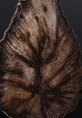 Окаменелый дуб Quercus sp.