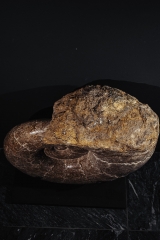 Аммонит Lytoceras sp.