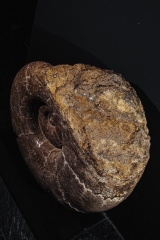 Аммонит Lytoceras sp.