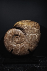 Аммонит Lytoceras sp.