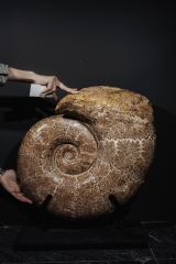 Аммонит Lytoceras sp.