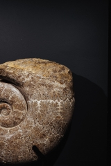 Аммонит Lytoceras sp.
