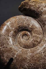 Аммонит Lytoceras sp.