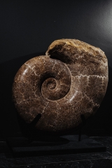 Аммонит Lytoceras sp.