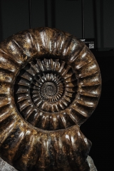 Аммонит Arietites bucklandi