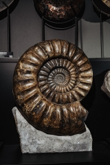 Аммонит Arietites bucklandi
