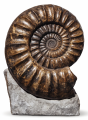 Аммонит Arietites bucklandi