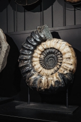 Аммонит Arietites sp.