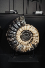 Аммонит Arietites sp.