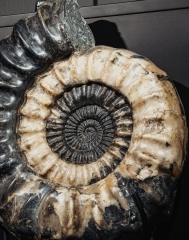 Аммонит Arietites sp.