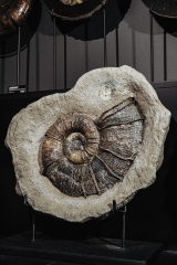 Аммонит Lytoceras cornucopia