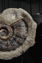 Аммонит Lytoceras cornucopia