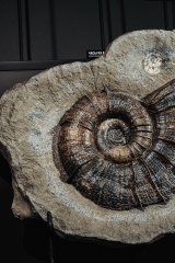 Аммонит Lytoceras cornucopia