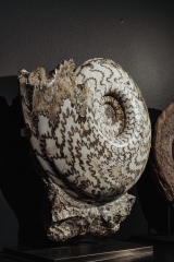 Аммонит Eparietites denotatus