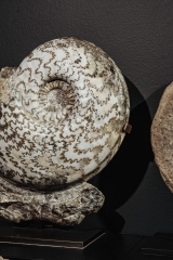 Аммонит Eparietites denotatus