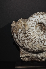 Аммонит Eparietites denotatus