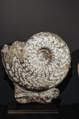 Аммонит Eparietites denotatus