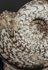 Аммонит Eparietites denotatus
