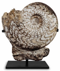 Аммонит Eparietites denotatus