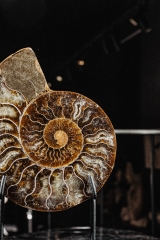 Аммонит Cleoniceras sp.