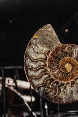 Аммонит Cleoniceras sp.