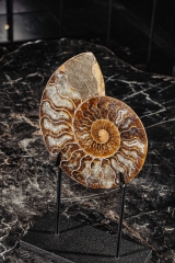 Аммонит Cleoniceras sp.
