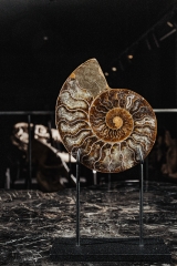 Аммонит Cleoniceras sp.