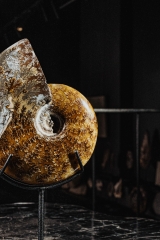Аммонит Cleoniceras sp.