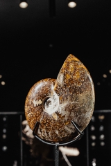 Аммонит Cleoniceras sp.