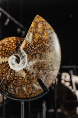 Аммонит Cleoniceras sp.
