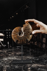 Аммонит Cleoniceras sp.