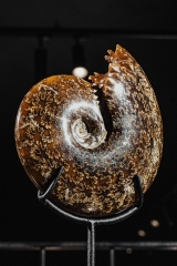 Аммонит Cleoniceras sp.