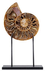 Аммонит Cleoniceras sp.
