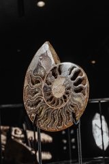 Аммонит Cleoniceras sp.