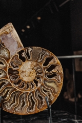Аммонит Cleoniceras sp.