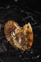 Аммонит Cleoniceras sp.