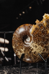 Аммонит Cleoniceras sp.